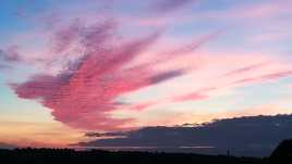 un oiseau dans le ciel