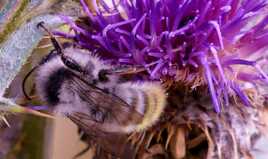 Le bourdon et le chardon