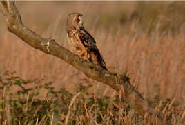 Moyen Duc marais de Noirmoutier