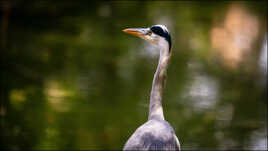 Le heron au long cou