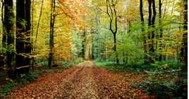 Au coeur de la forêt