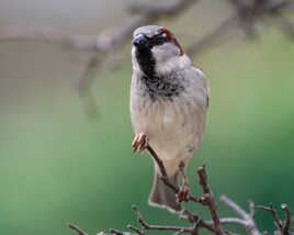 moineau domestique