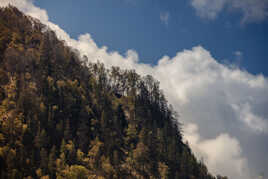 Arbres et nuages