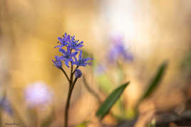 une douceur printanière