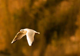 au lac dans la foulé