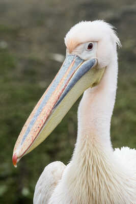 Portrait de Pélican blanc