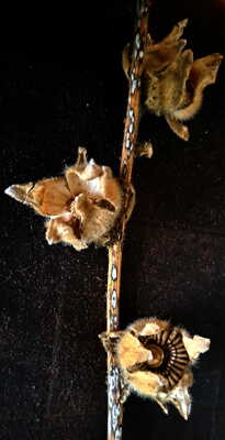 L'été s'en va les chardons prennent la place