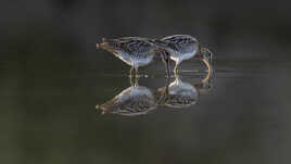 Synchronisation