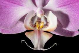 Phalaenopsis