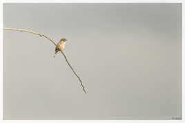 Moineau Friquet en toute simplicité