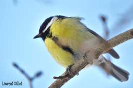 Mésange Charbonière