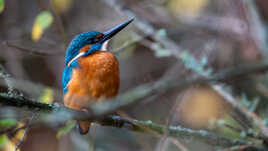 Un beau Martin d'automne