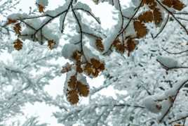 Neige sur les feuilles de chêne
