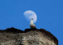 FIER COMME UN GOELAND