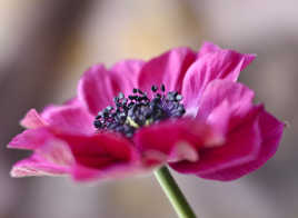 anemone