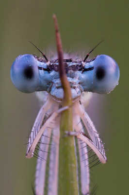 Agrion 