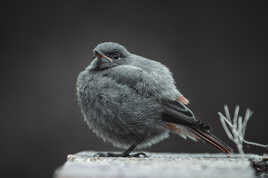 Rouge queue Juvénile