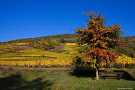 Couleurs d'automne dans les vignes