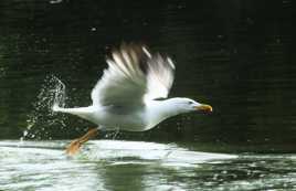 Mouette