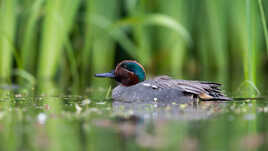 Sarcelle d'hiver mâle