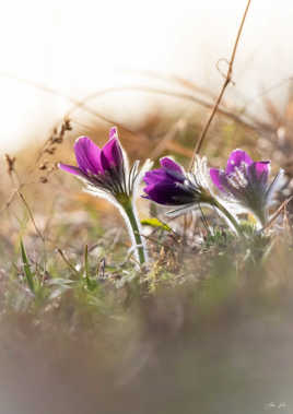 les jeunes anémones
