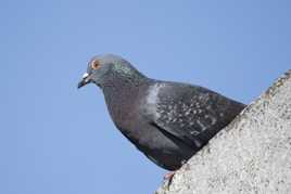 Pigeon biset (enfin, je crois)