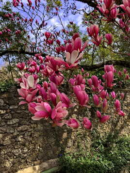 Magnolia grandiflora