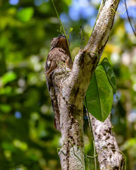 l'oiseau arbre