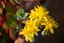 Sedum palmeri