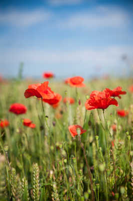 coquelicot dans son pré