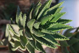 Cactus à Lyon au parc de la tête d'or