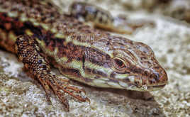 le mur se lézarde...