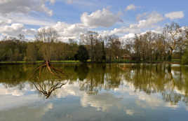 L'araignée d'eau