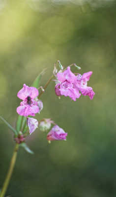 Balsamine de l'Himalaya