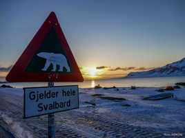 Attention ours polaires