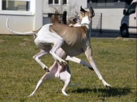 Ces Messeurs (whippets) en mode jeu