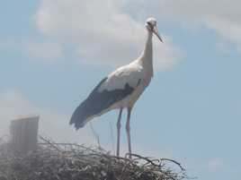 La belle cigogne