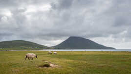 L'île aux moutons