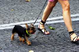 tdf14 - promenade avec le chien