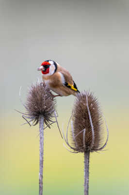 Une touche de couleur sur un cardère