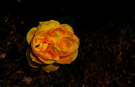 la rose jaune et la mouche