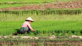 Culture du riz au Laos