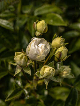 mini roses blanches