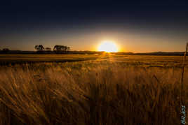 Sunset sur les champs