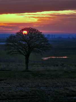 L'arbre (Une partie de celle d'hier)