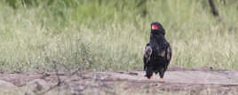 Bateleur des savanes