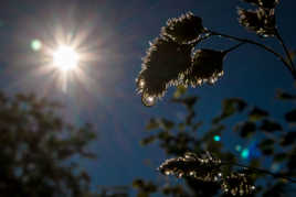 Soleil et soleil en gouttes