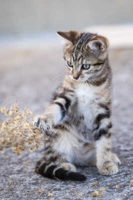 Toutes griffes dehors !