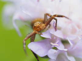 Avance encore que je te morde