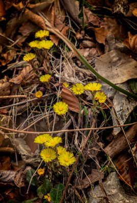 Quelques fleurs